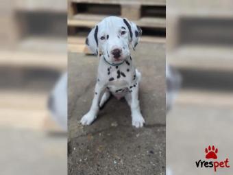 Ράτσα: Δαλματίας - Dalmatian | Ηλικία: 3 μηνών | Φύλο: Αρσενικό | Αρ. Microchip: 334567865444 | Χάθηκε | Περιοχή: Αθήνα, Αττική